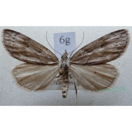 Pachycnemia hippocastanaria (Hübner, 1799) Płazik wrzosowiak Czech6g